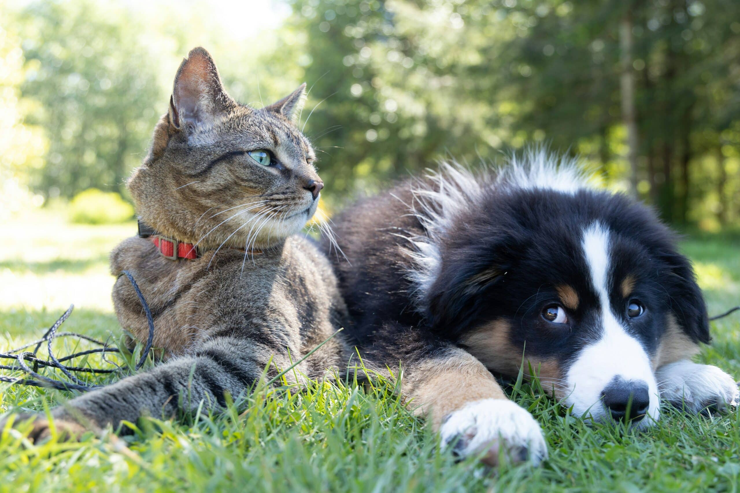 A tabby cat with a red collar lying on green grass beside a black-and-white dog in a sunny park.